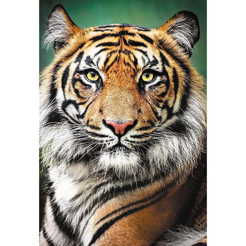 Spielzeug  Puzzles &amp; Geduldspiele