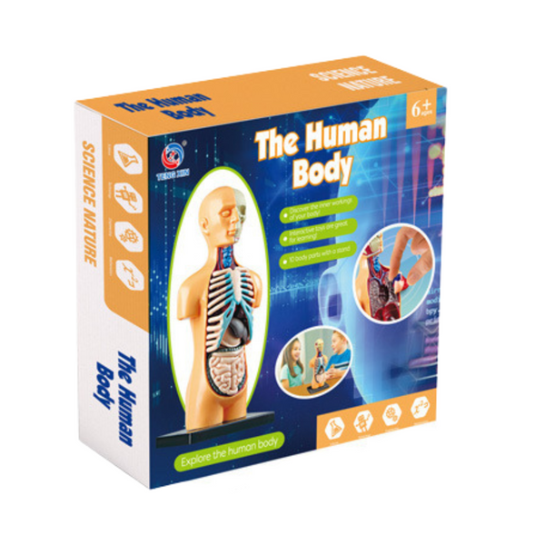 Pädagogische anatomische Modelle menschlicher Körperorgane