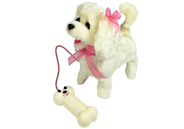 White Poodle Dog On A Leash With Pilot Bone
