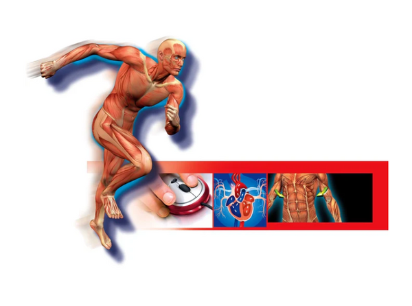 Science Fun Menschlicher Körper Polnische Sprache Clementoni 60249