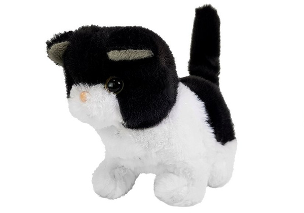 Black and White Cat Walks Wags Its Tail on Batteries