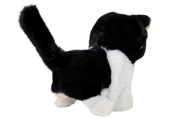 Black and White Cat Walks Wags Its Tail on Batteries
