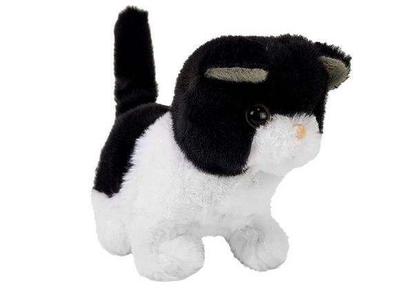 Black and White Cat Walks Wags Its Tail on Batteries