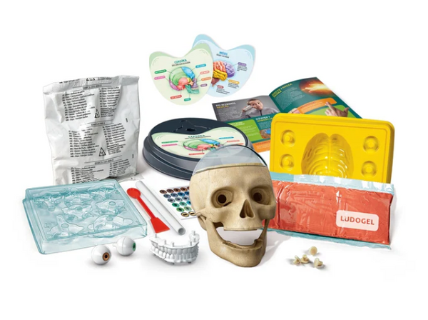 Scientific Fun Crazy Anatomy Kit Polish Language Clementoni 50697