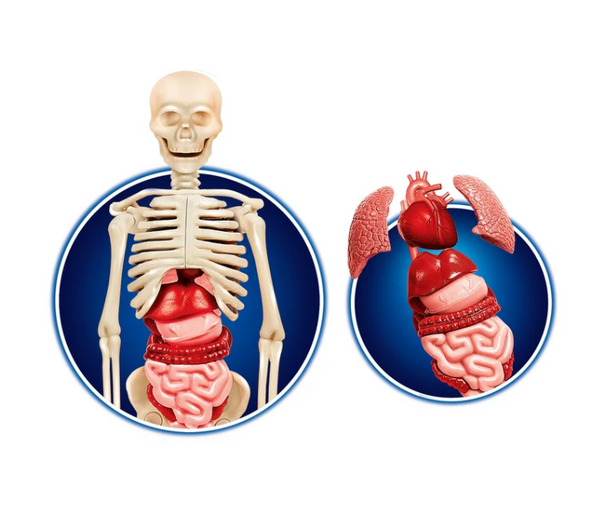 Science Fun Human Body Polish Language Clementoni 60249