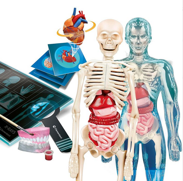 Science Fun Super Anatomy Polish Language Clementoni 50919