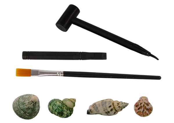 Set of Excavations Shells Three Models Surprise