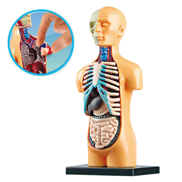 Educational Anatomical Model Human Body Organs