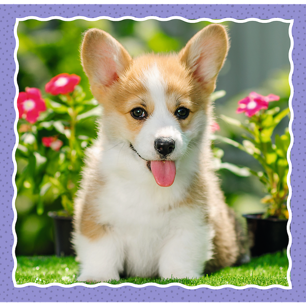 Puzzle - 3 in 1 - Cute dogs - Trefl 34854