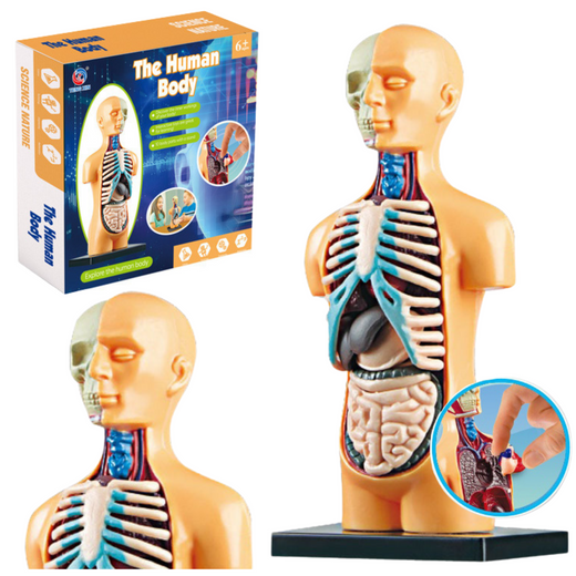 Pädagogische anatomische Modelle menschlicher Körperorgane